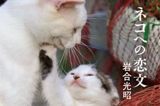『ネコへの恋文』（日経BP社刊）