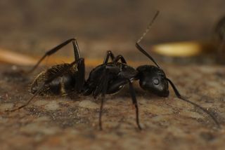 夏休みの自由研究に最適？奥深すぎるアリの生態