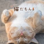 Twitterで大人気「鼻提灯猫」の写真家が、“気ままなネコ”の写真集発売