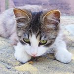 猫ばっかりの島！　宮城県・田代島へ行ってみた